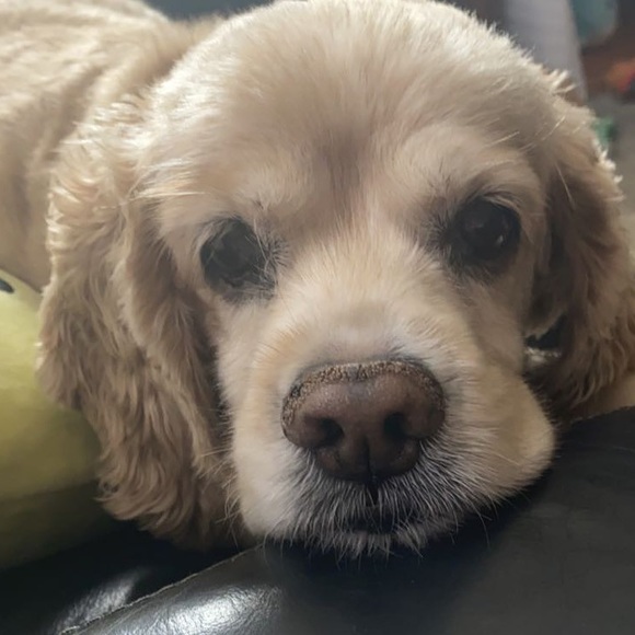 Meet your Posher, Carissa - Picture 7 of 15